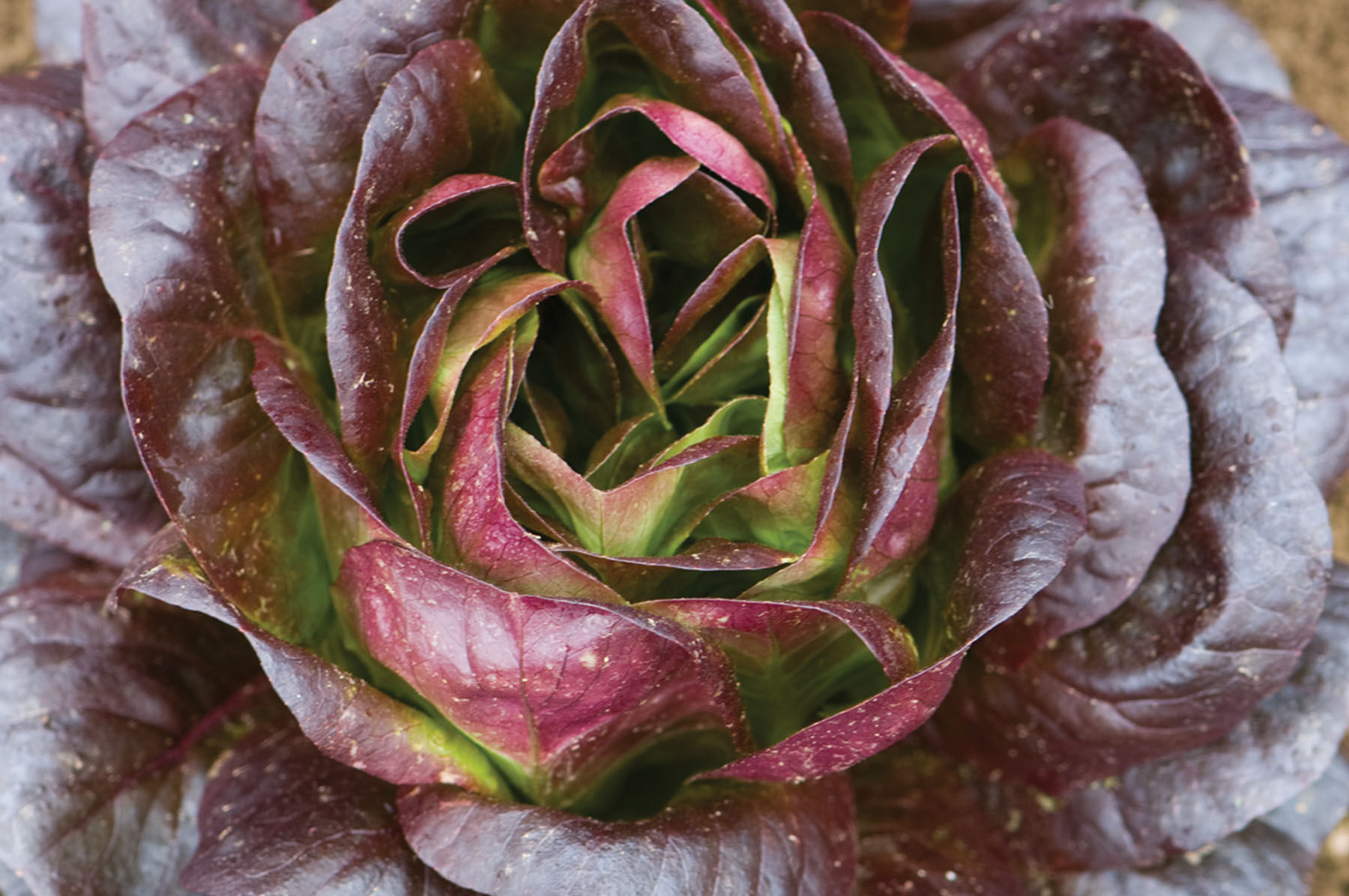 Salanova&reg; Red Butter Salanova&reg; Lettuce