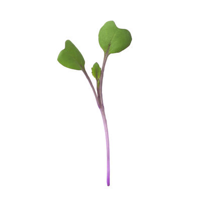 Kohlrabi, Purple Microgreen Vegetables