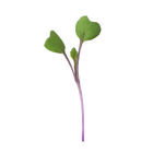 Kohlrabi, Purple Microgreen Vegetables