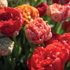 Gudoshnik Double Tulips