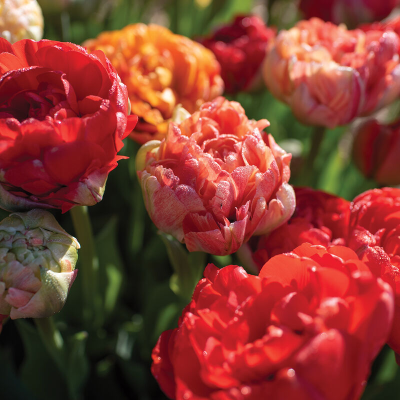Gudoshnik Double Tulips