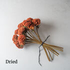 Orange Queen Improved Celosia