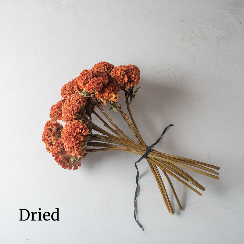 Orange Queen Improved Celosia