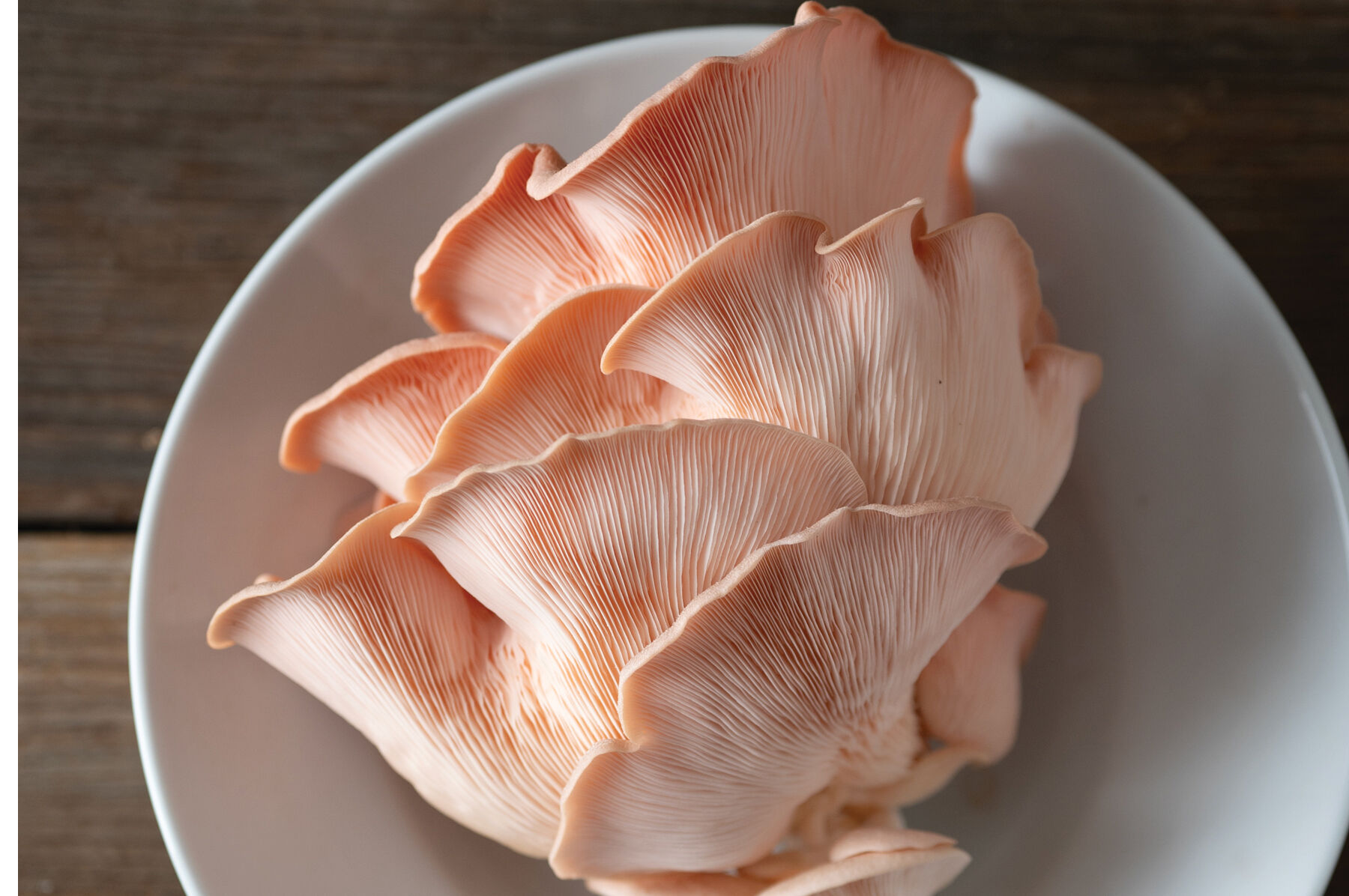 Pink Oyster 'Spray & Grow' Kit Mushrooms