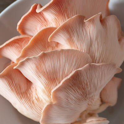 Pink Oyster 'Spray & Grow' Kit Mushrooms