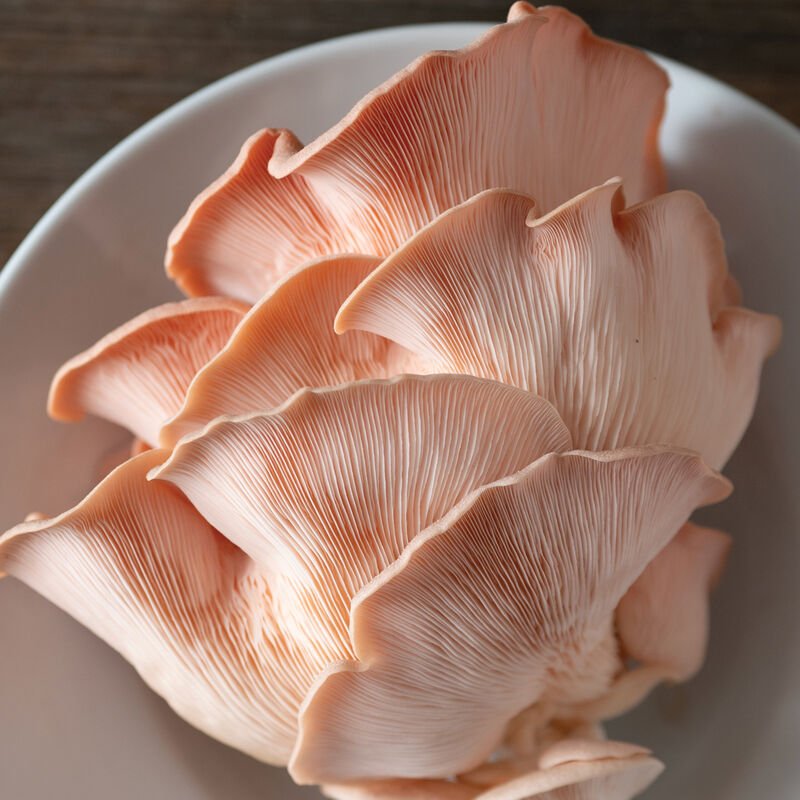 Pink Oyster 'Spray & Grow' Kit Mushrooms