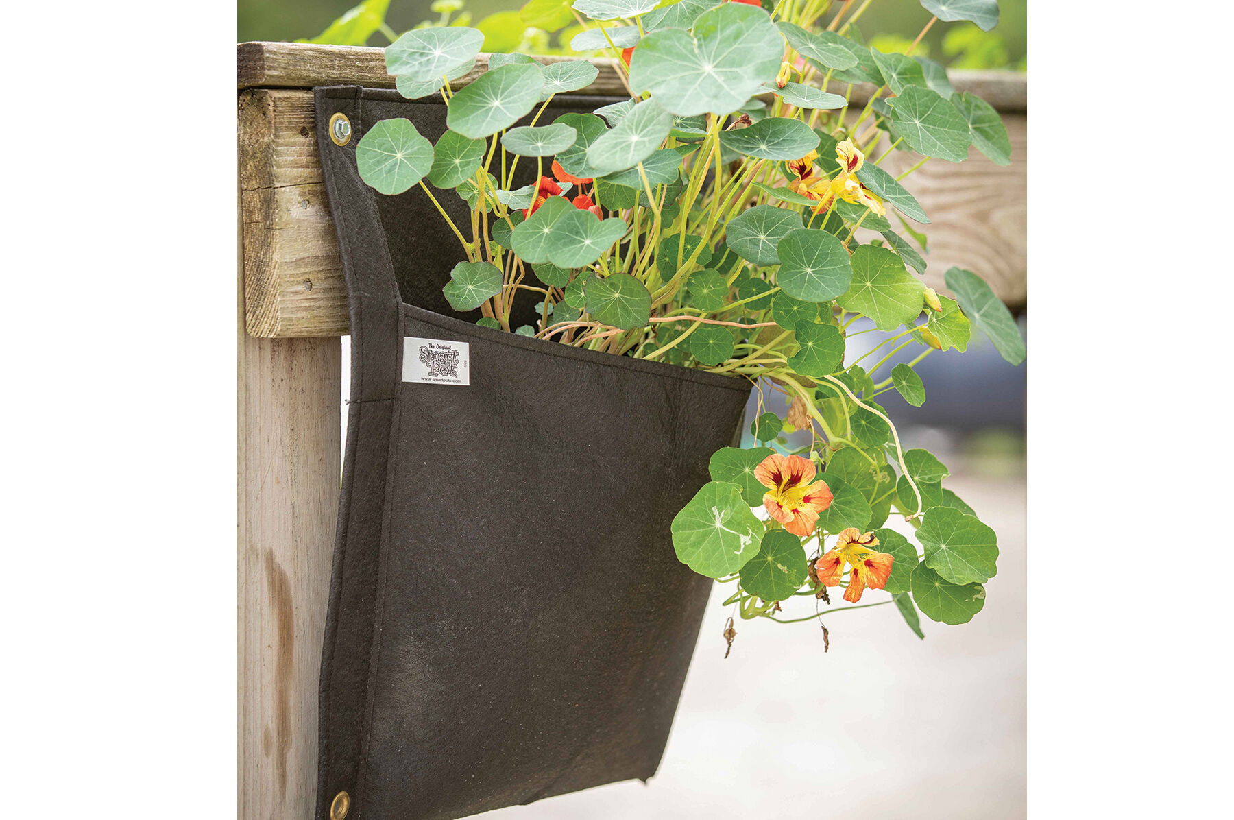 Wall Flower Hanging Planter Single Bag Johnny s Selected Seeds