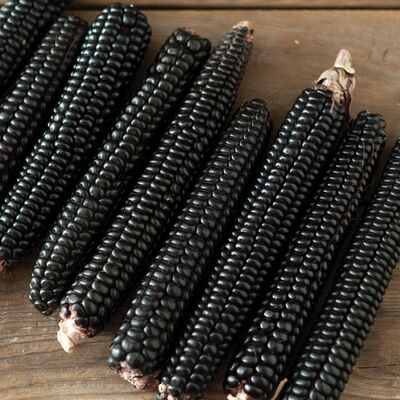 Montana Morado Maize Dry Corn