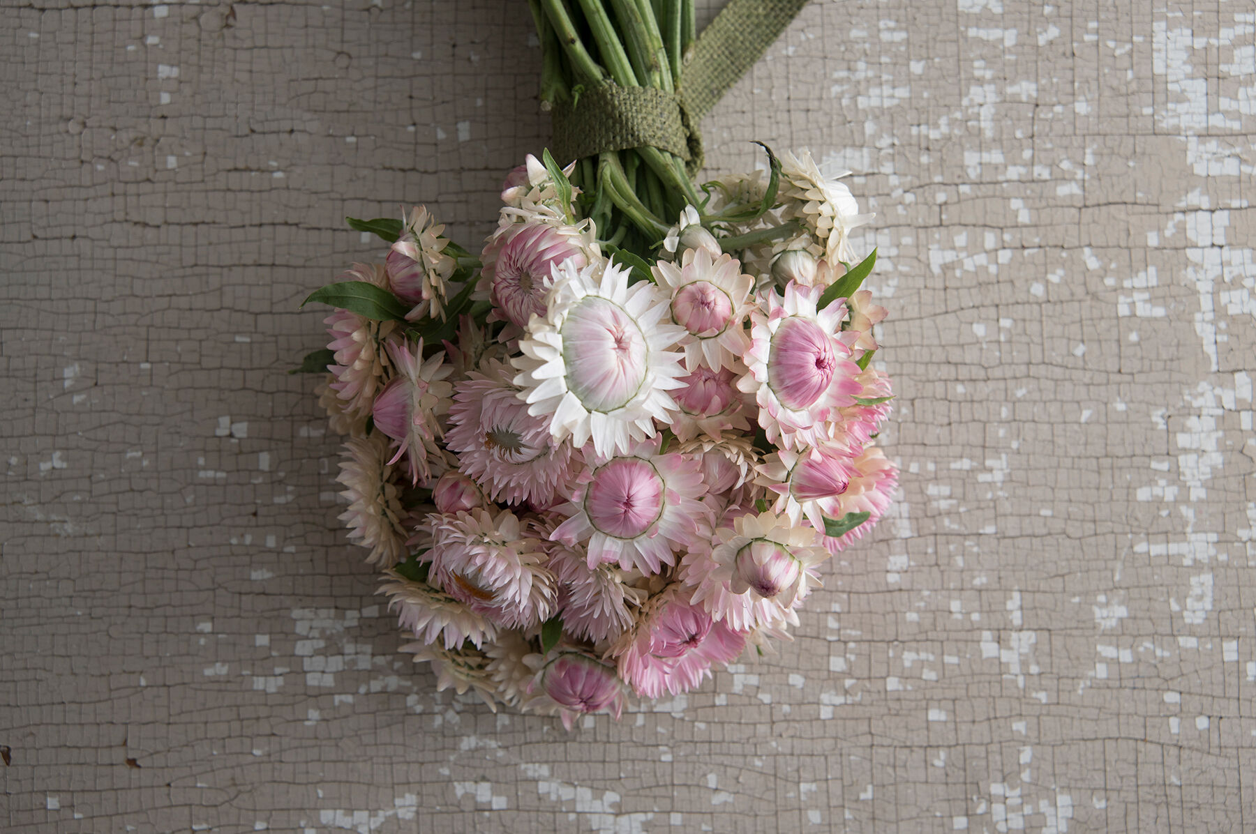 Silvery Rose Strawflower