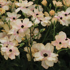 Butterfly™ Hestia® Ranunculus