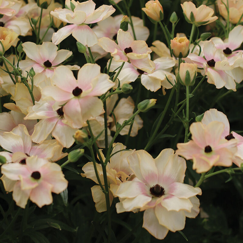 Butterfly™ Hestia® Ranunculus