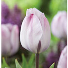 Jacuzzi® Tulips