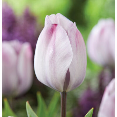 Jacuzzi® Tulips