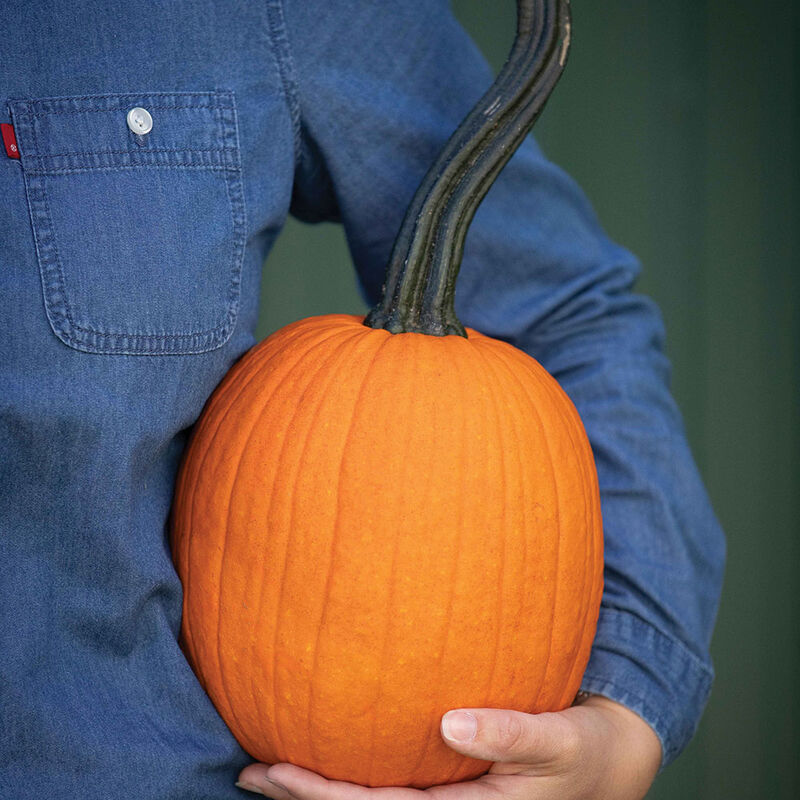 Pipsqueak PMR Pipsqueak PMR Specialty Pumpkins