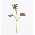 Mustard, Scarlet Frills Microgreen Vegetables