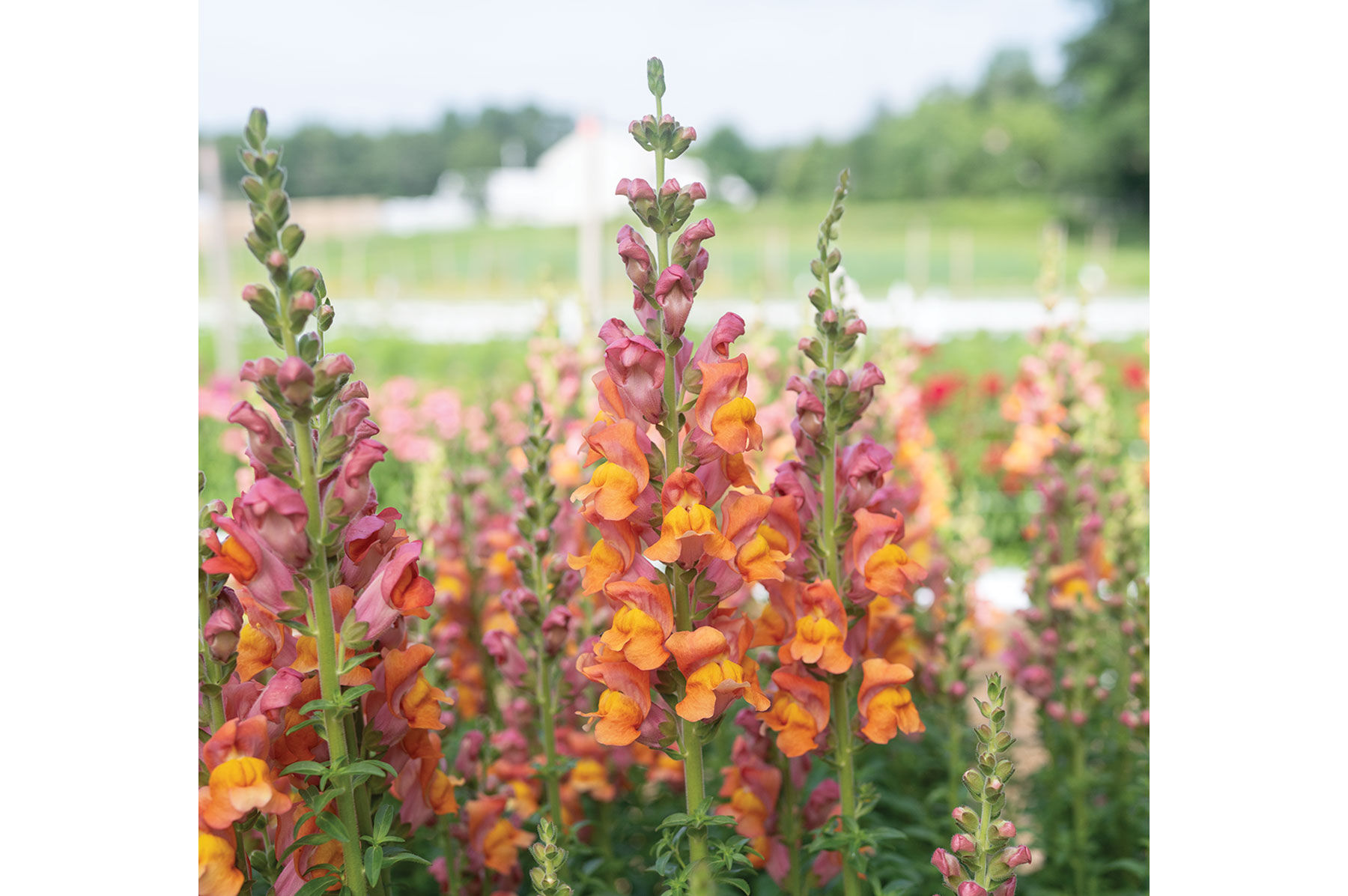 Easy-to-Grow Garden Seeds | Johnny's Selected Seeds