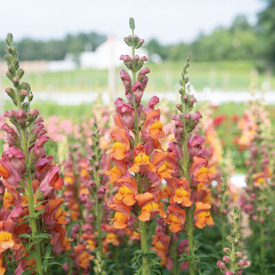 Potomac Dark Orange Warm Season (Groups 3&ndash;4)