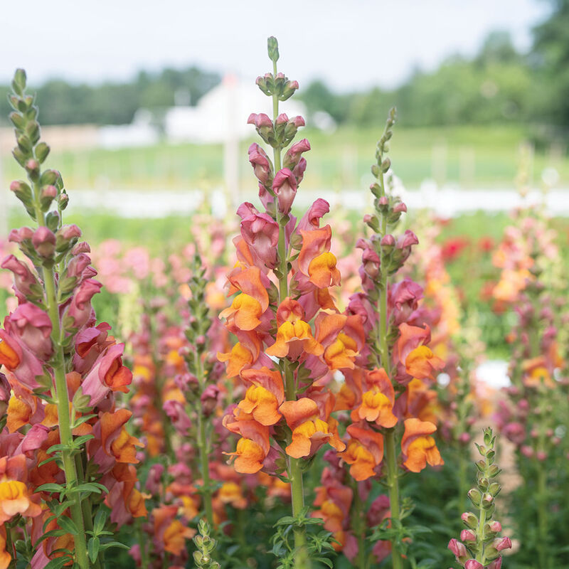 Potomac Dark Orange Warm Season (Groups 3&ndash;4)