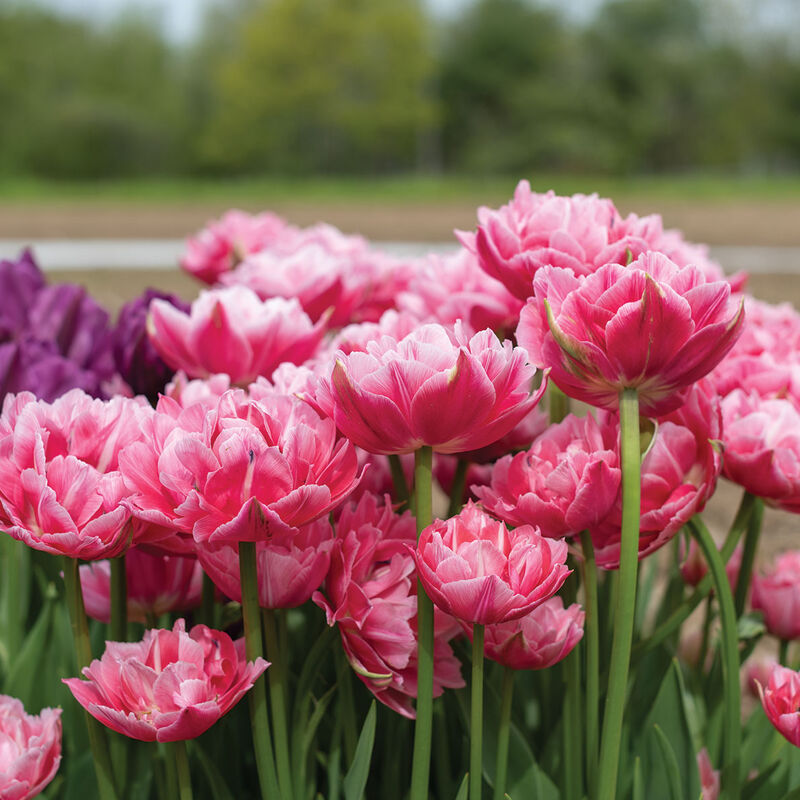 Aveyron Tulips