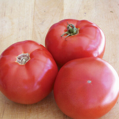 BHN 589 Beefsteak Tomatoes