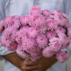 Tower Salmon Aster