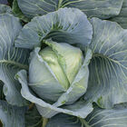 Bronco Fresh Market Cabbage
