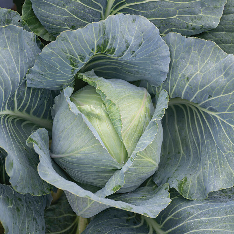 Bronco Fresh Market Cabbage