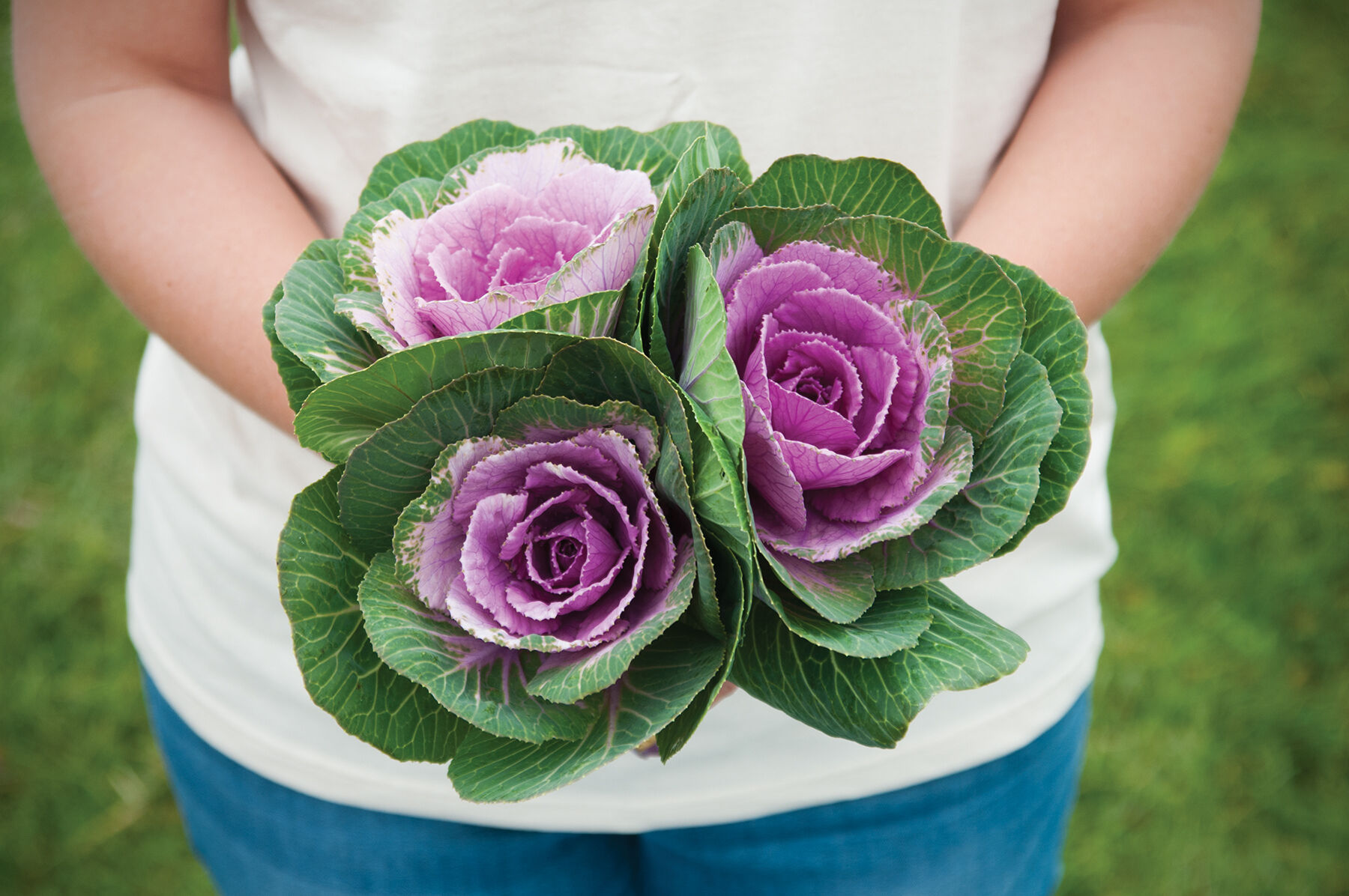 Ornamental kale on sale
