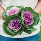 Crane Pink Kale, Ornamental