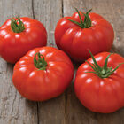 Marbonne Specialty Tomatoes