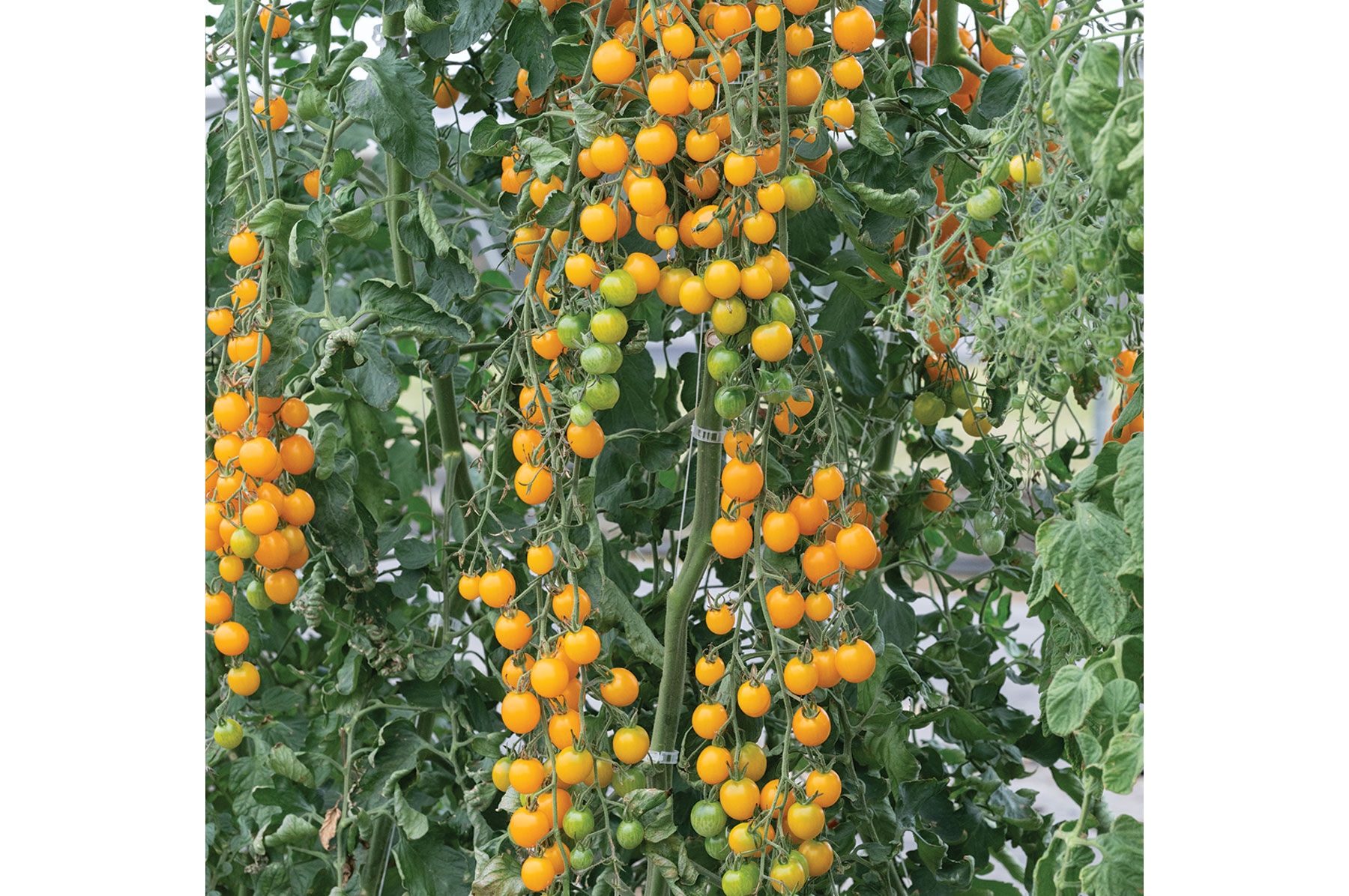 TY Yellow Mimi - (F1) Tomato Seed | Johnny's Selected Seeds