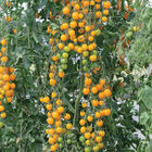 TY Yellow Mimi Cherry Tomatoes