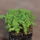 Marigold, Gem Microgreen Flowers