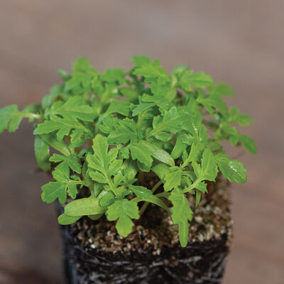 Marigold, Gem Microgreen Flowers