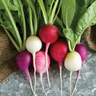 Easter Egg II Round Radishes