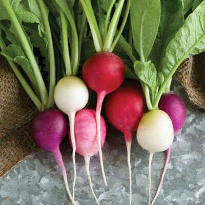 Easter Egg II Round Radishes