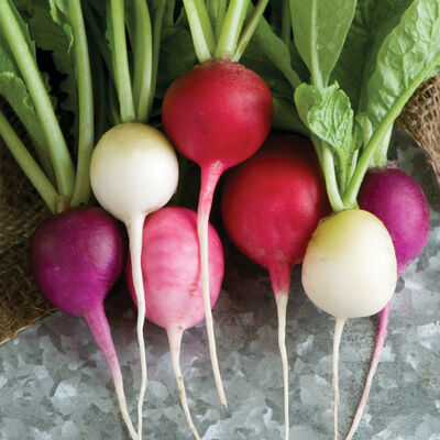 Easter Egg II Radishes