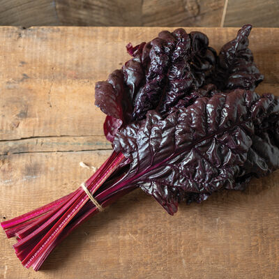 Firebird Swiss Chard