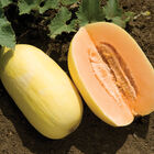 Lilly Crenshaw Melons