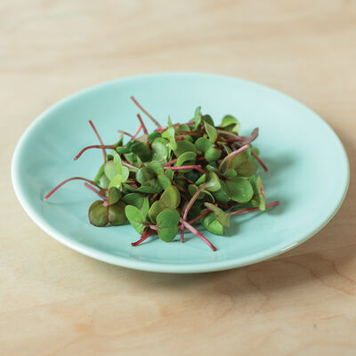 Radish, Red Stem Microgreen Vegetables