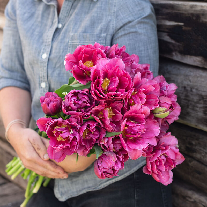 Margarita Margarita Tulips