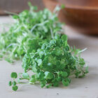 Watercress Microgreen Vegetables