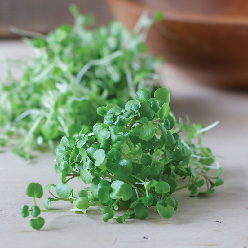 Watercress Microgreen Vegetables