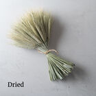 Silver Tip Grasses, Ornamental