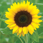 Zohar Tall Sunflowers