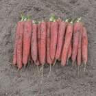 Redsun Colored Carrots