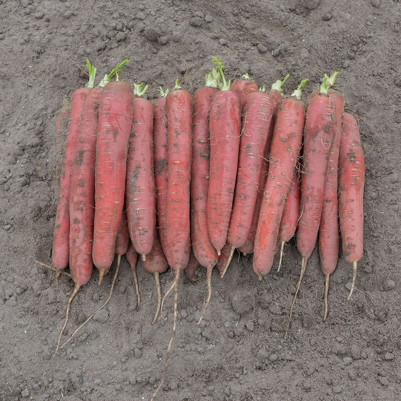Redsun Colored Carrots