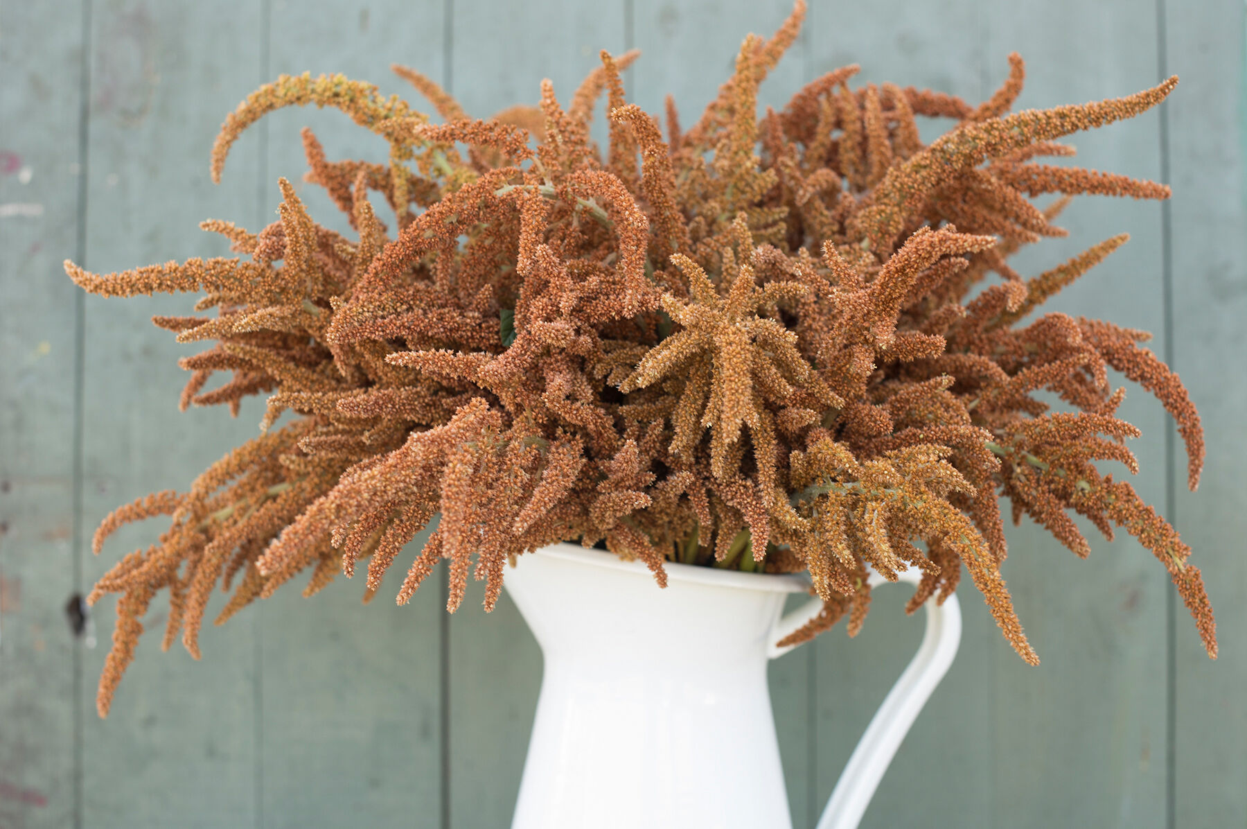 Hot Biscuits Amaranthus