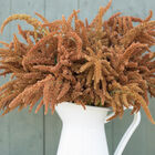 Hot Biscuits Hot Biscuits Amaranthus