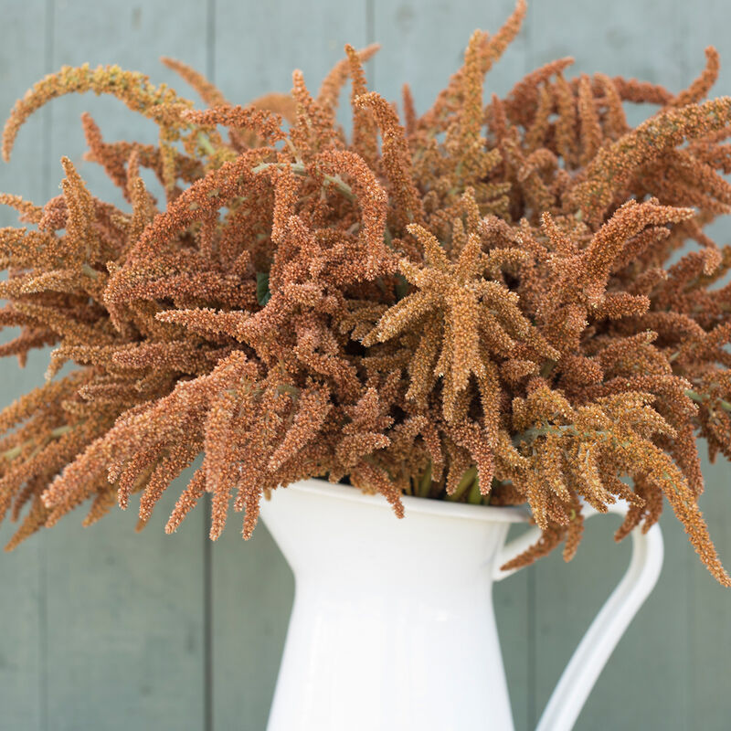 Hot Biscuits Hot Biscuits Amaranthus